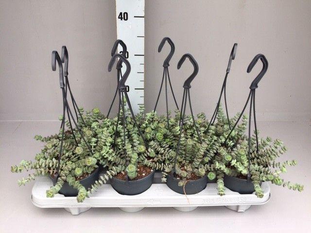 <h4>Crassula hottentot special mini hang 12</h4>