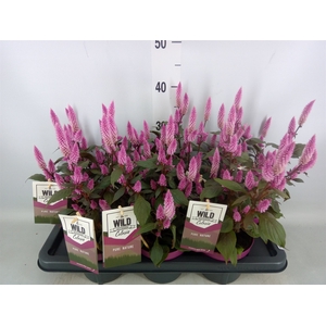 Celosia spic. 'Wild Pink'