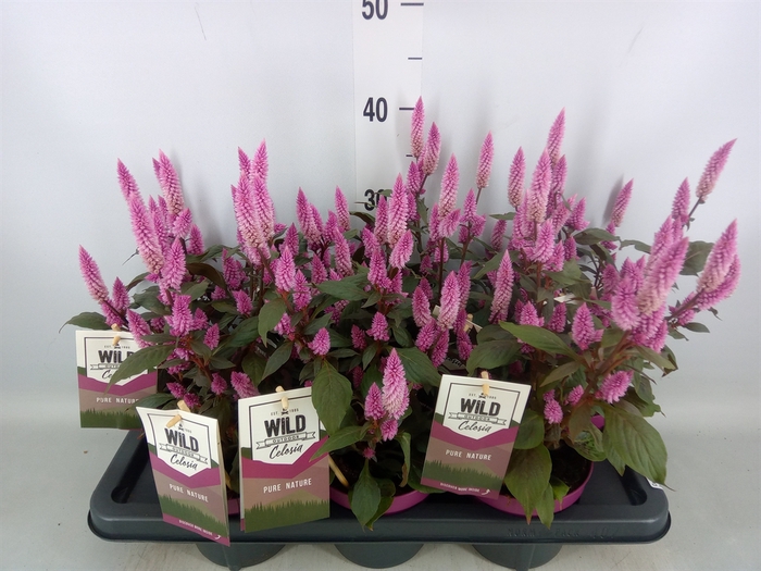 <h4>Celosia spic. 'Wild Pink'</h4>