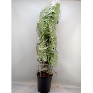 Monstera pertusum