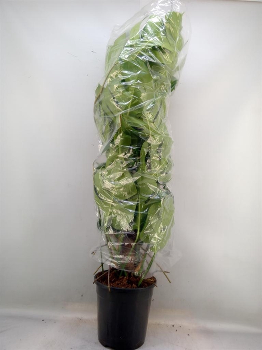 <h4>Monstera pertusum</h4>