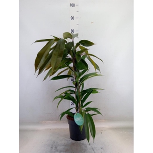 Ficus binn. 'Amstel King'