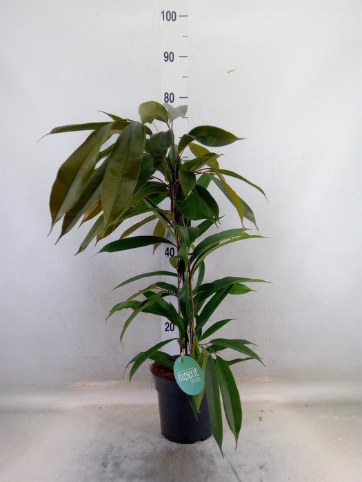 <h4>Ficus binn. 'Amstel King'</h4>