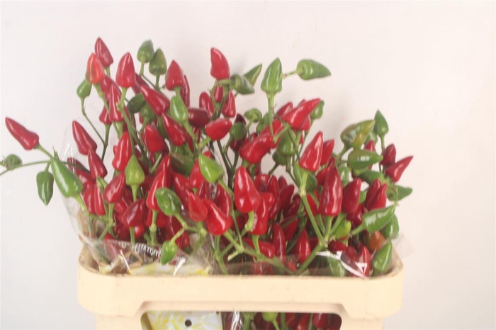 <h4>Capsicum Xmas</h4>