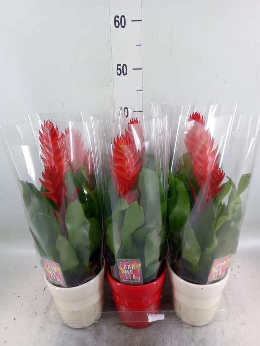 <h4>Vriesea 'Style'</h4>