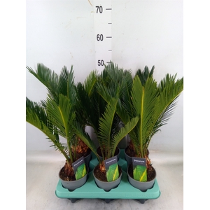 Cycas revoluta