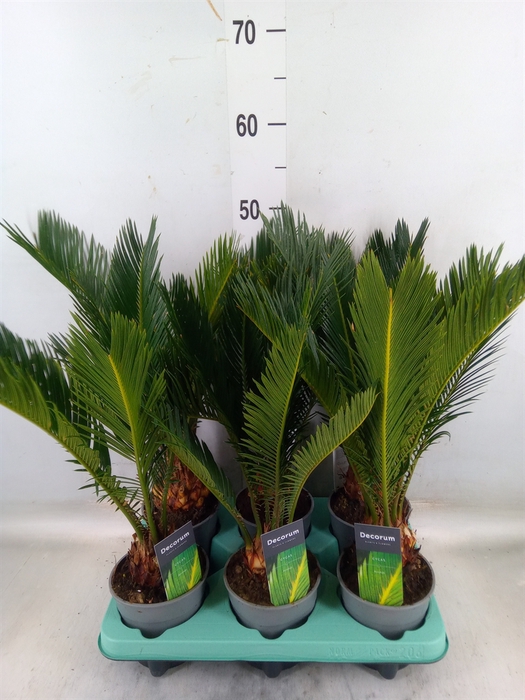 <h4>Cycas revoluta</h4>