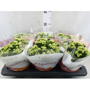 Kalanchoe blos. 'RosDon Dione'