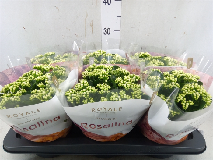 <h4>Kalanchoe blos. 'RosDon Dione'</h4>