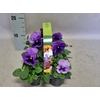 Viola wittrockiana Sixpack F1 Lavender Shades