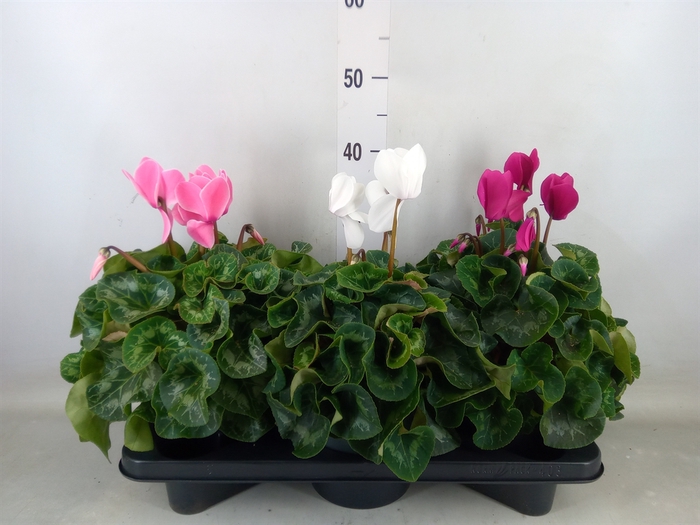 <h4>Cyclamen GR 'Mammoth'</h4>
