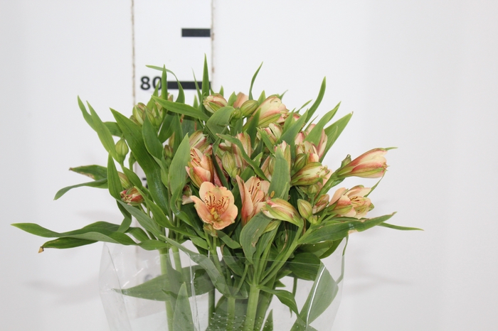 <h4>ALSTROEMERIA CANYON 080 CM</h4>