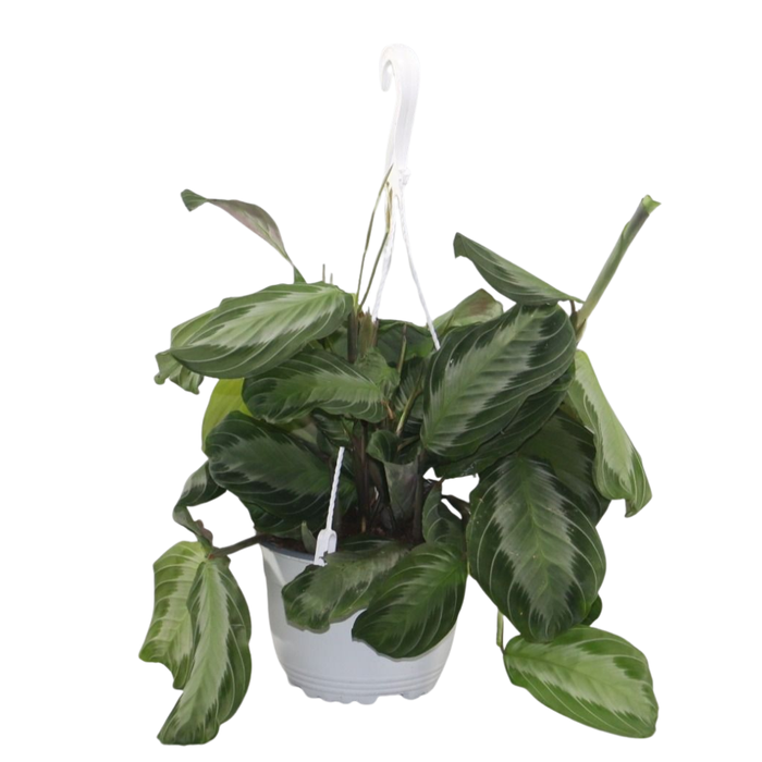 <h4>Maranta leuconeura Silverband hangpot</h4>