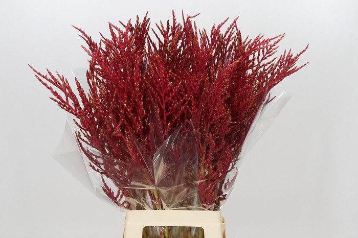 <h4>Bromelia Red Paloma</h4>