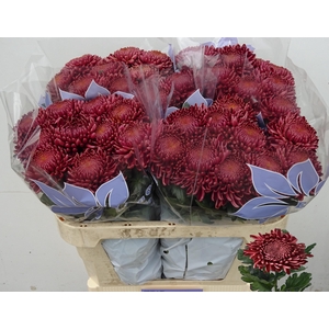 Chr G Bigoudi Red