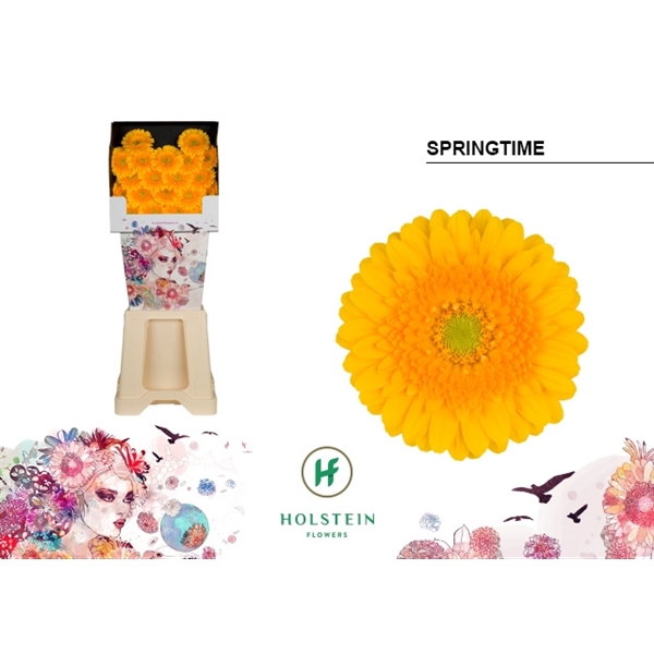 <h4>Ge Mi Springtime Diamond Holstein</h4>