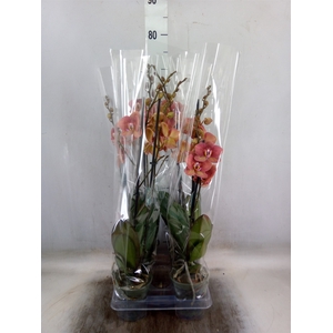 Phalaenopsis  'Ant Toulon'