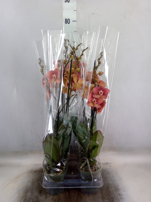 <h4>Phalaenopsis  'Ant Toulon'</h4>