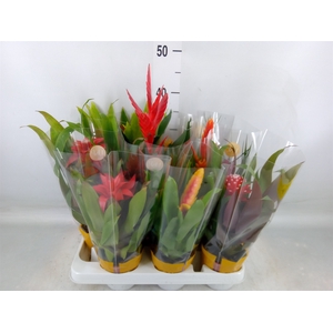 Bromelia   ...mix
