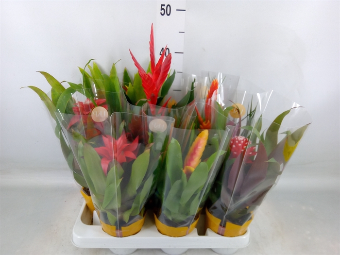 <h4>Bromelia   ...mix</h4>