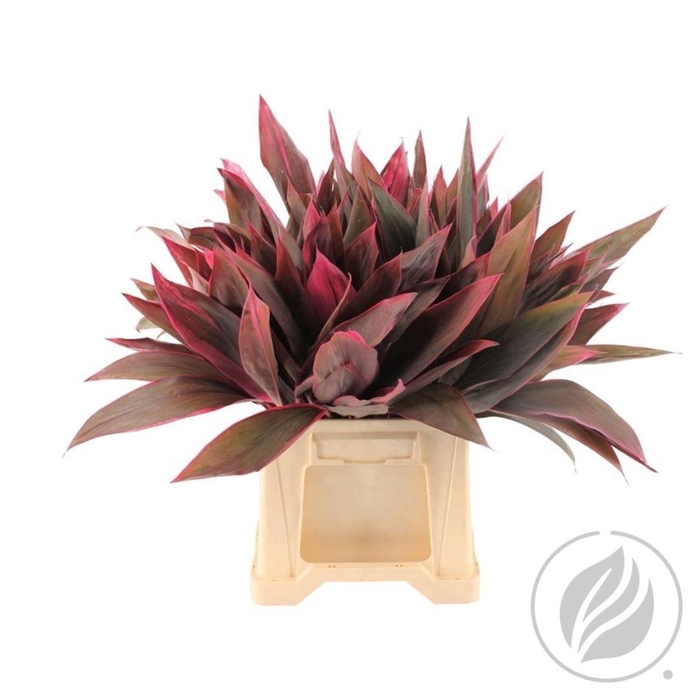 <h4>Cordyline Red Top 55cm</h4>