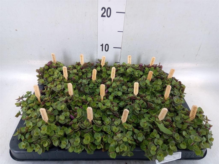 <h4>Callisia repens 'Turtle'</h4>