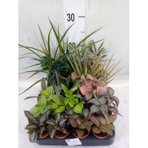 Planten  ..mix