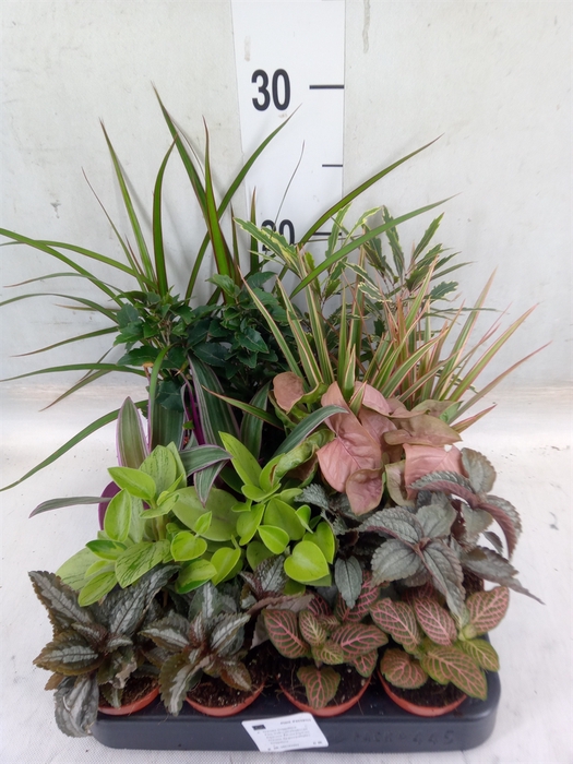 <h4>Planten  ..mix</h4>