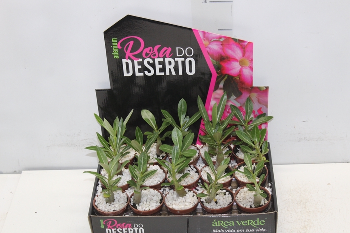 <h4>ROSA DO DESERTO P06 SEM FLOR</h4>