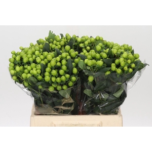 Hypericum Lucky Romance