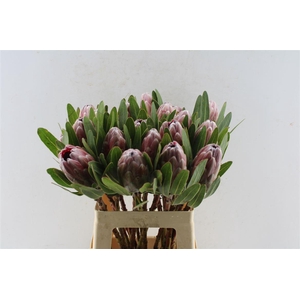 Protea Pink Ice