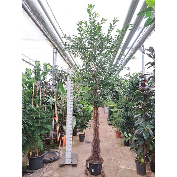 <h4>Ficus Natalensis Lynn multistam met luchtwortels</h4>