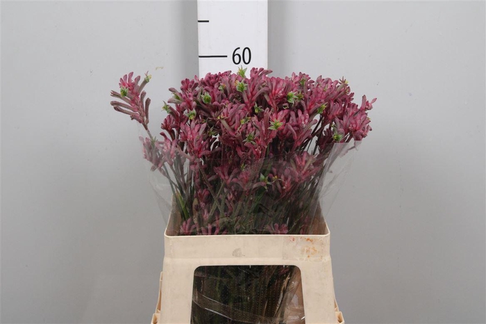 <h4>Anigoz Mini Pearl</h4>