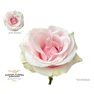 Rosa Premium Pink Mondial