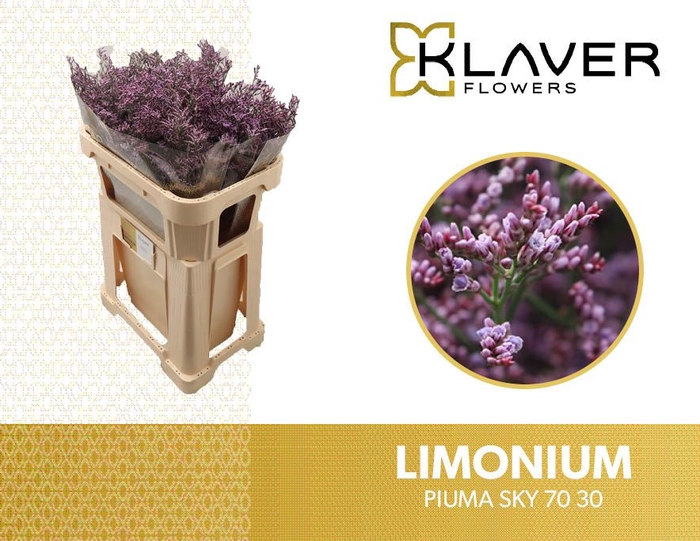 <h4>LIM PIUMA SKY</h4>