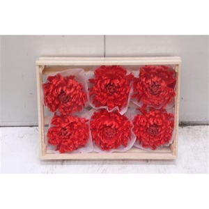 Wax Bol Chrysant Rood