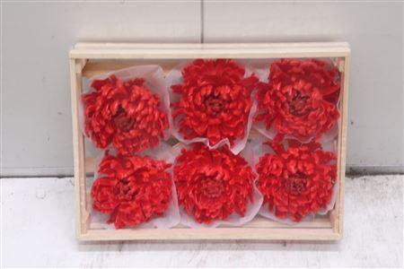 <h4>Wax Bol Chrysant Rood</h4>