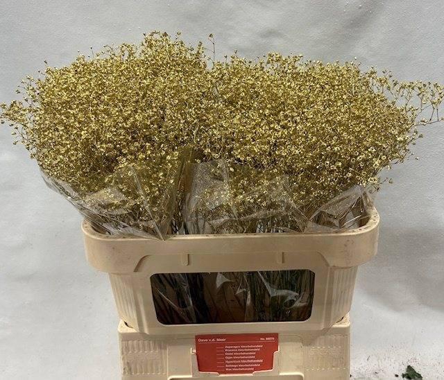 <h4>GYPS KLB H%</h4>