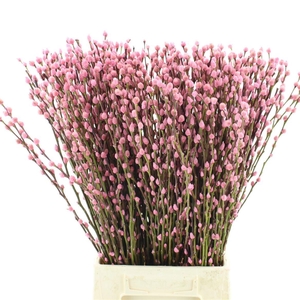 SALIX  SN FLA KLB H%