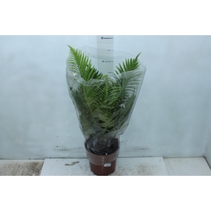 BLECHNUM GIBBUM SILVER LADY P17