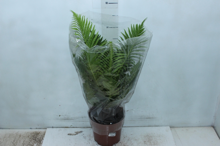 <h4>BLECHNUM GIBBUM SILVER LADY P17</h4>