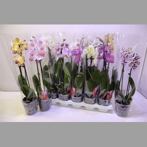 Phalenopsis Tak Kort
