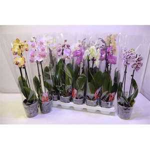arr8 Phalenopsis 2 Tak Kort