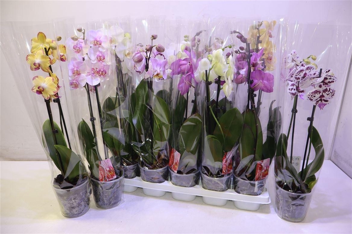 <h4>Phalenopsis Tak Kort</h4>