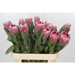 Protea Carnival
