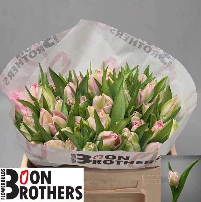 <h4>TU PA ZAMBESI</h4>