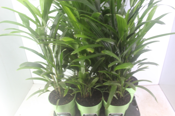 <h4>PALMEIRA RAPHIS P17</h4>