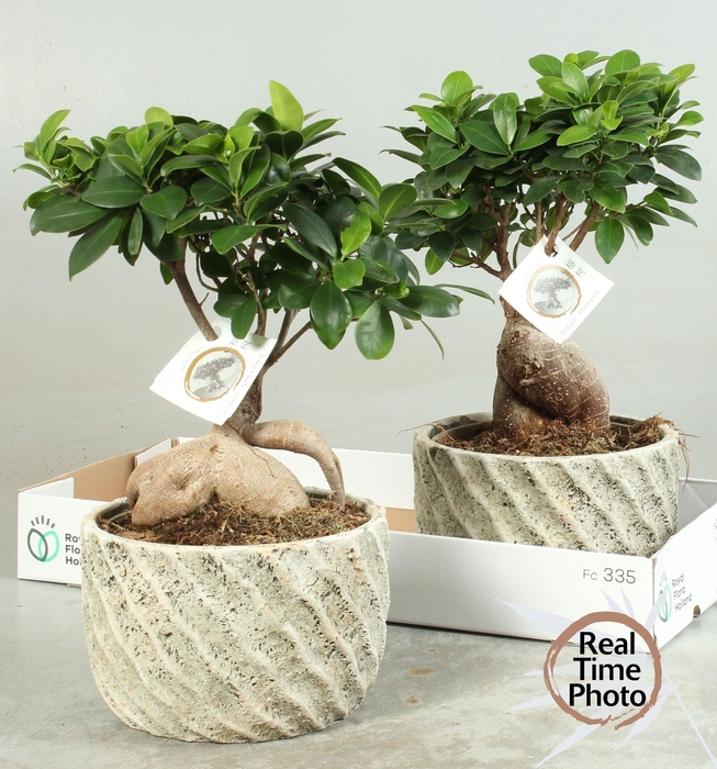 <h4>FIC MI GINSENG</h4>