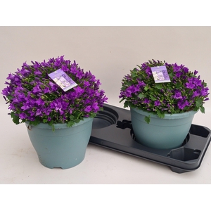 CAMP PORTENSCHLAGIAN