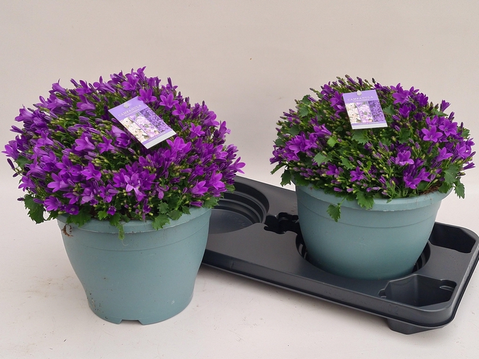 <h4>CAMP PORTENSCHLAGIAN</h4>